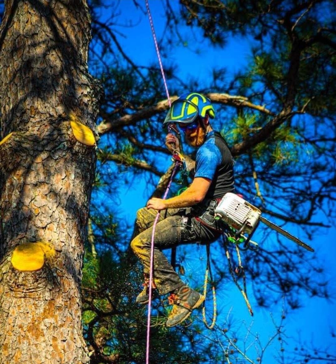 certified arborist climbing tree service strafford mo