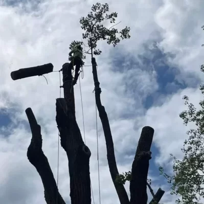 tree removal tree service